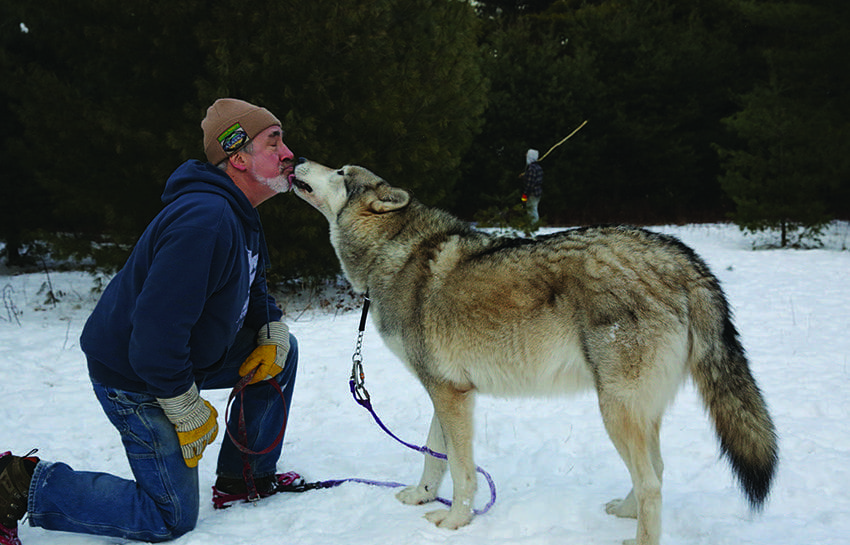 Steve Hall shares a friendly moment with Cree at the Adirondack Wildlife Refuge in Wilmington. Photo by Mike Lynch