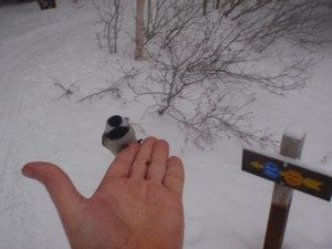 A boreal chickdee at Marcy Dam.