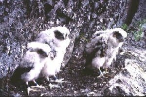 Nesting falcons. Photo from DEC website.