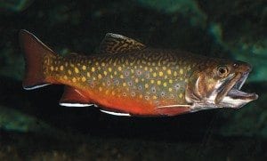 Brook Trout. Photo by Larry Master