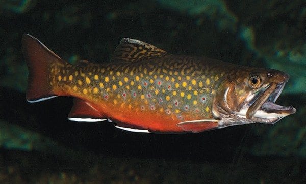State pauses brook trout stocking to study acid rain recovery
