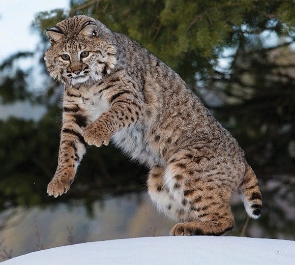 The bobcat is the only wild feline still living in the Adirondacks. Photo by Larry Master