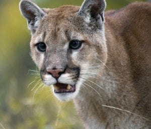 Cougars tend to avoid people. BigStockPhoto.com