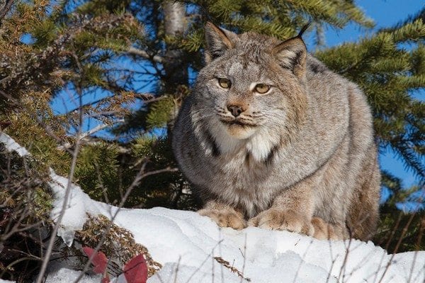 The state tried unsuccessfully to reintroduce Canada lynx to the Adirondacks twenty-five years ago. Photo by Larry Master