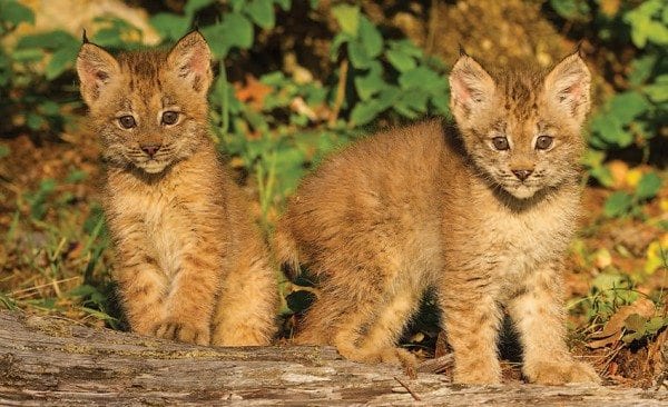 “Once they have those kittens, they’re tied to the area,” says wildlife biologist John Laundre. Photo by Larry Master