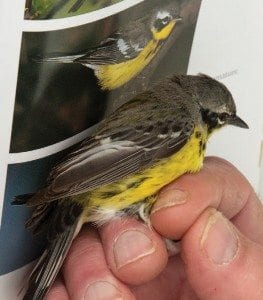 Birds like this magnolia warbler travel hundreds of miles every spring to breed in the Adirondacks. Photo by Mike Lynch