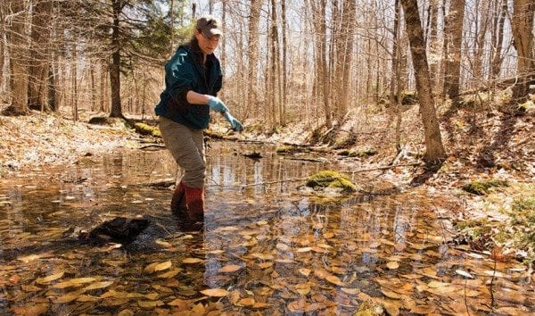 Scientist Stacy McNulty looks for wood-frog eggs in a vernal pool in the Huntington Wildlife Forest. Photo by Mike Lynch