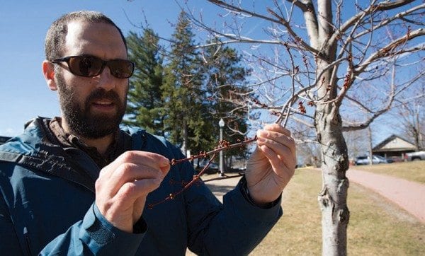 Scientist Ezra Schwartzberg checks a red maple bud on the phenology trail near Mirror Lake in Lake Placid. Photo by Mike Lynch