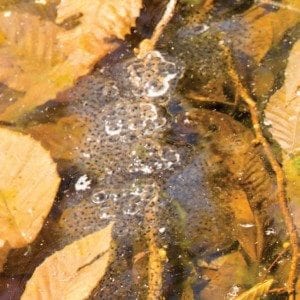 Wood-frog eggs Photo by Mike Lynch