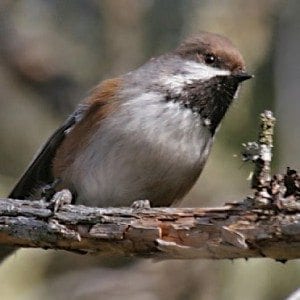 Boreal chickadee Photo by Larry Master