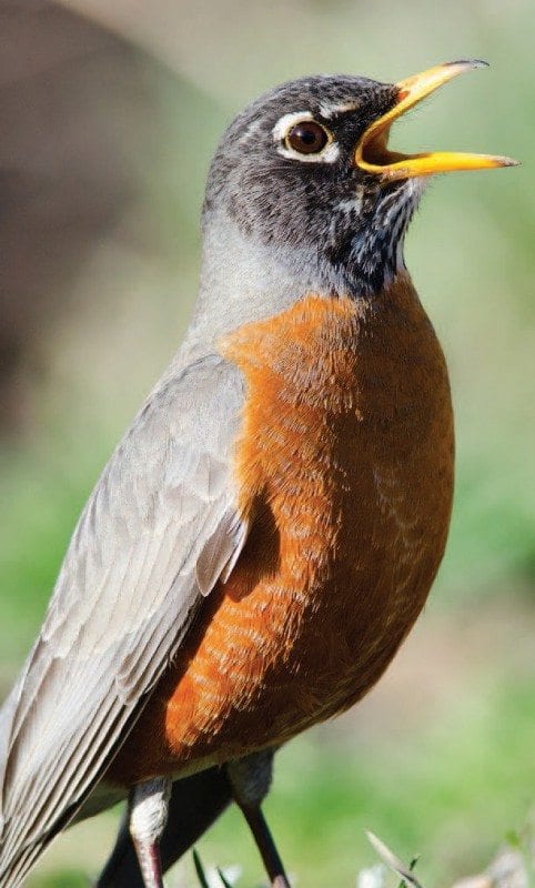 American Robin