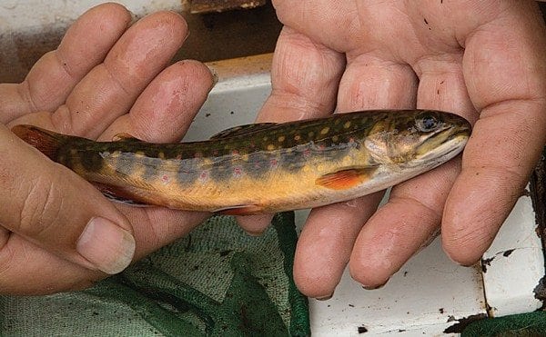 Brook trout are cold-water fish that don’t do well in waters above sixty-five degrees. Photo by Mike Lynch