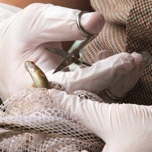 A brook trout has its fin clipped for a genetic study. Photo by Mike Lynch