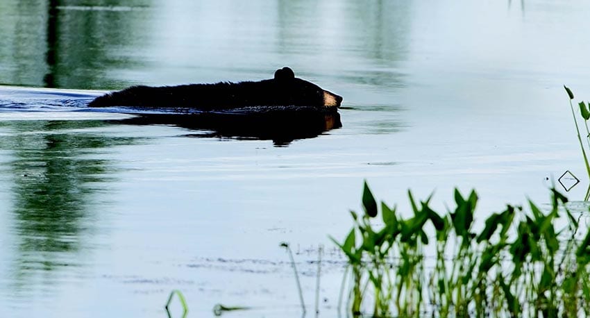 Bear and moose (above) are just two of the species that would use the corridor. PHOTO BY JEFF NADLER