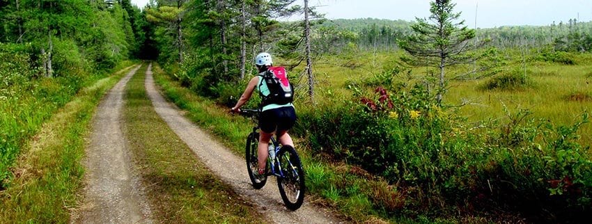 A large tamarack bog lies along the dirt road leading to Lows Upper Dam. Photo by Phil Brown