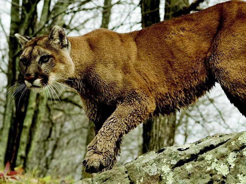 Cougars have been persecuted for centuries. Bigstockphoto.com