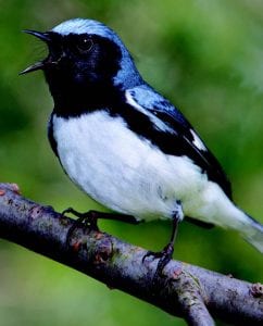 Black-throated blue warbler PHOTO BY JEFF NADLER