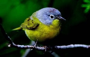 Nashville warbler PHOTO BY JEFF NADLER