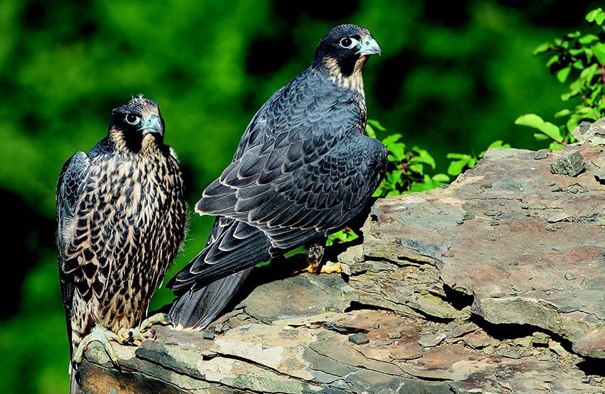New York State now boasts more than seventy breeding pairs of peregrine falcons. PHOTO BY JEFF NADLER
