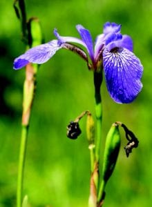 Blue flag PHOTO BY LISA GODFREY