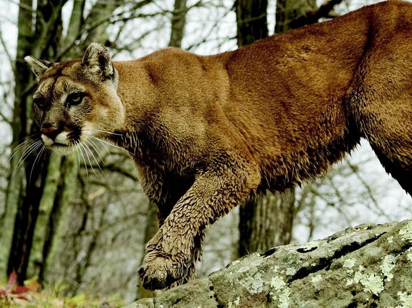 Cougars have been persecuted for centuries. BIGSTOCKPHOTO.COM