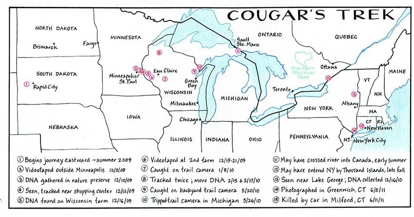 Cougar's Trek NANCYBERNSTEINILLUSTRATION.COM