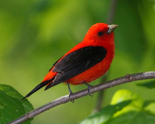 Scarlet tanager PHOTO BY JEFF NADLER