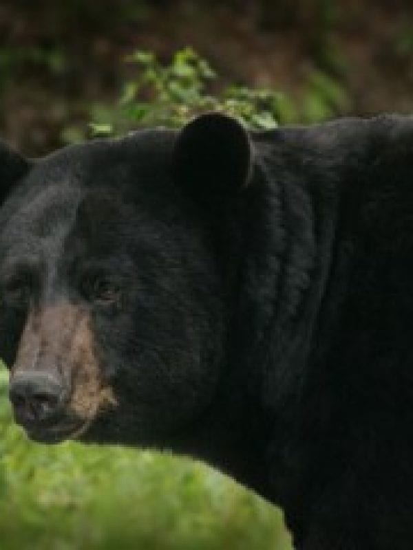 Mother bear and cubs prompt camp advisory near Tupper Lake