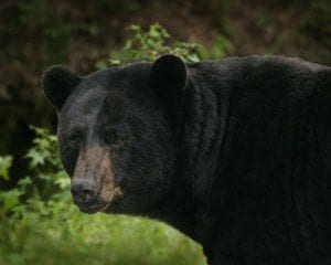 black bear