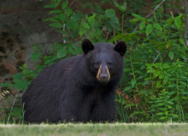 Black bears continue to raid campsites on Saranac lakes