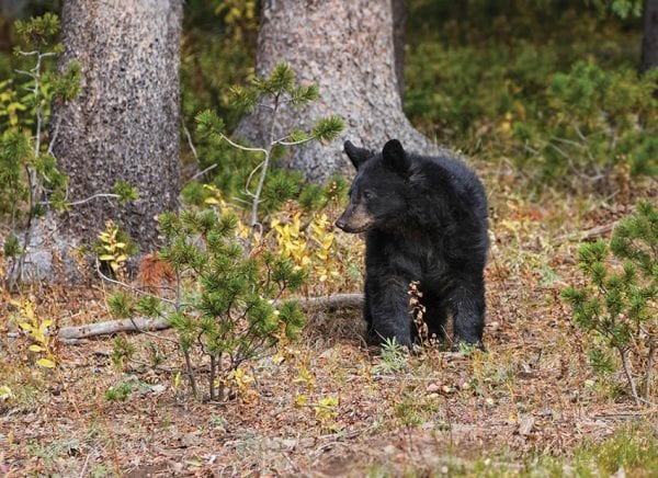 A closer look at black bear euthanizations in the Adirondacks