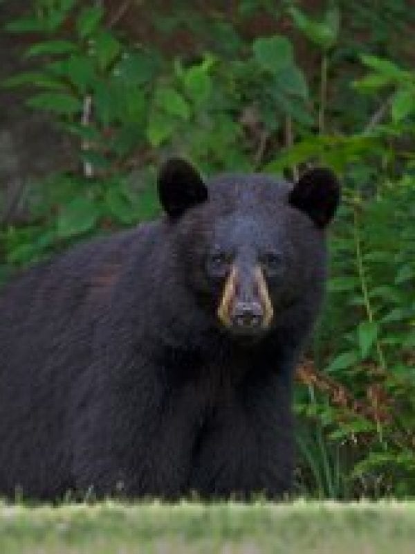 Nuisance bear activity reported in High Peaks