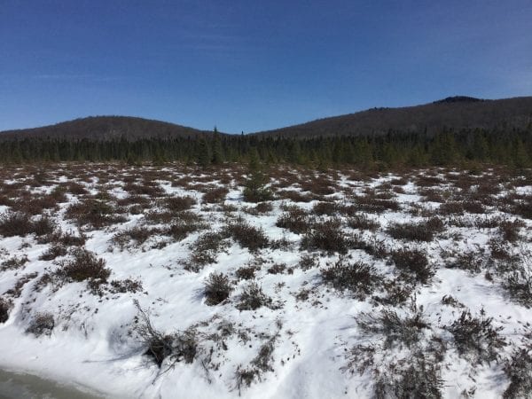 Adirondack Spring Skiing On Bloomingdale Bog Trail