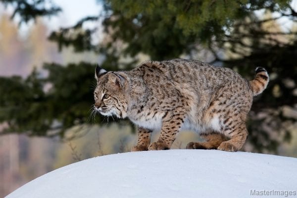 DEC Says Man Kept Bobcat Locked In Shed