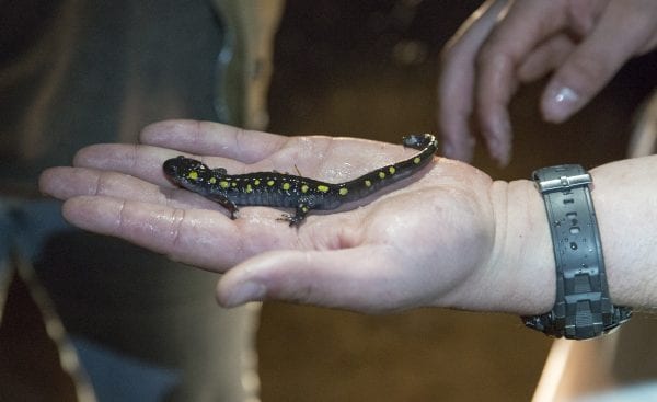A spotted salamander up close.