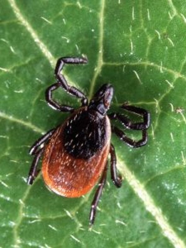 Tick disease with COVID-19 symptoms on the rise in northeastern New York