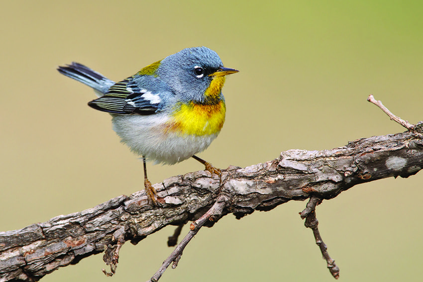 American Birding Association, Author at American Birding Association