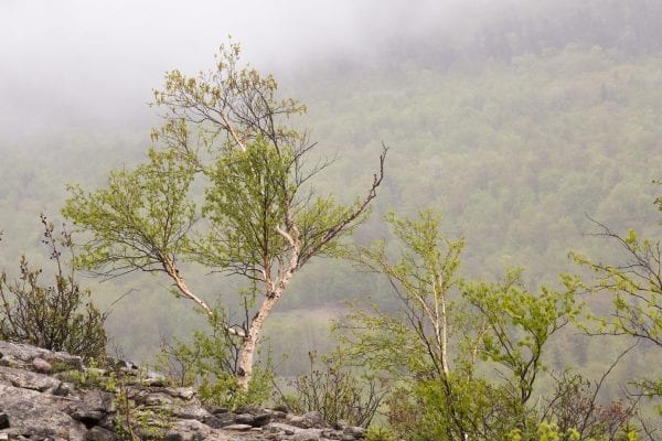 Scenes from a hike up the Cobble Lookout trail in Wilmington