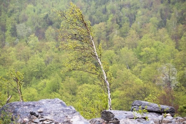 Scenes from a hike up the Cobble Lookout trail in Wilmington
