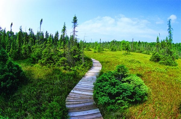 Spring Pond Bog north of Tupper Lake is a mixture of fens and bogs.