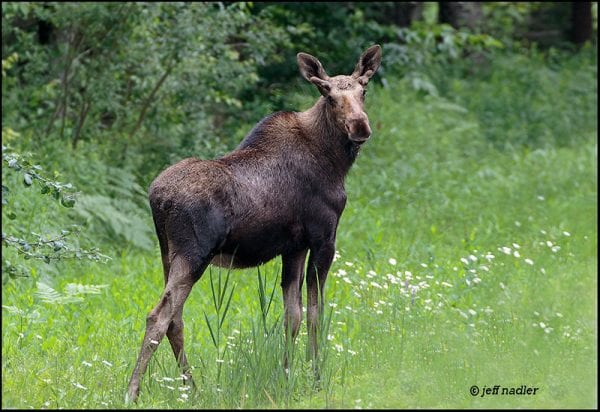 Lucky Photographer Sees Another Adirondack Moose