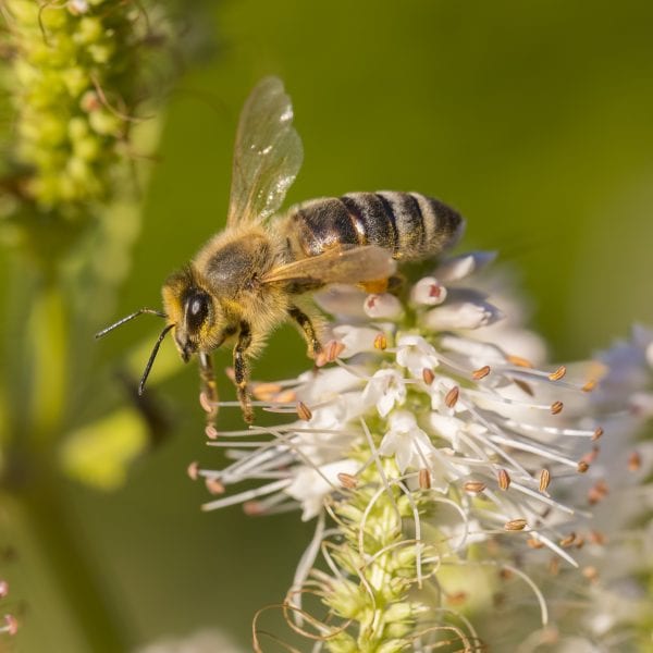 Scientist Discusses Global Pollinator Crisis