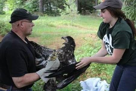 Young Bald Eagle Found Living In Boathouse