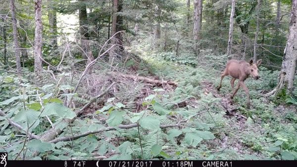 Adirondack Moose Caught On Candid Camera