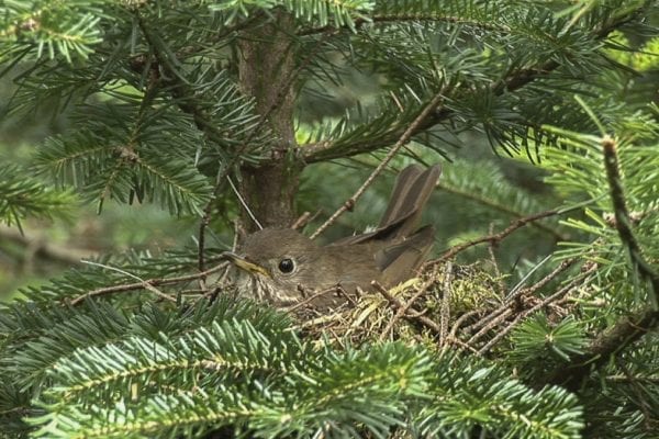 What species in the Adirondacks are endangered?