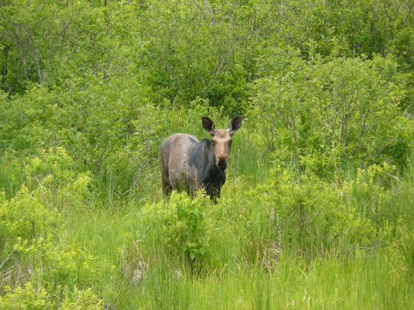 Cow Moose Shot, Dragged Behind Vehicle