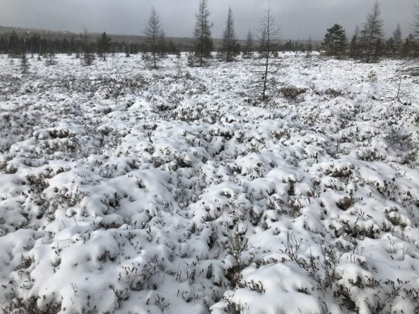 Bloomingdale Bog