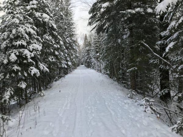Backcountry ski on Bloomingdale Bog Trail