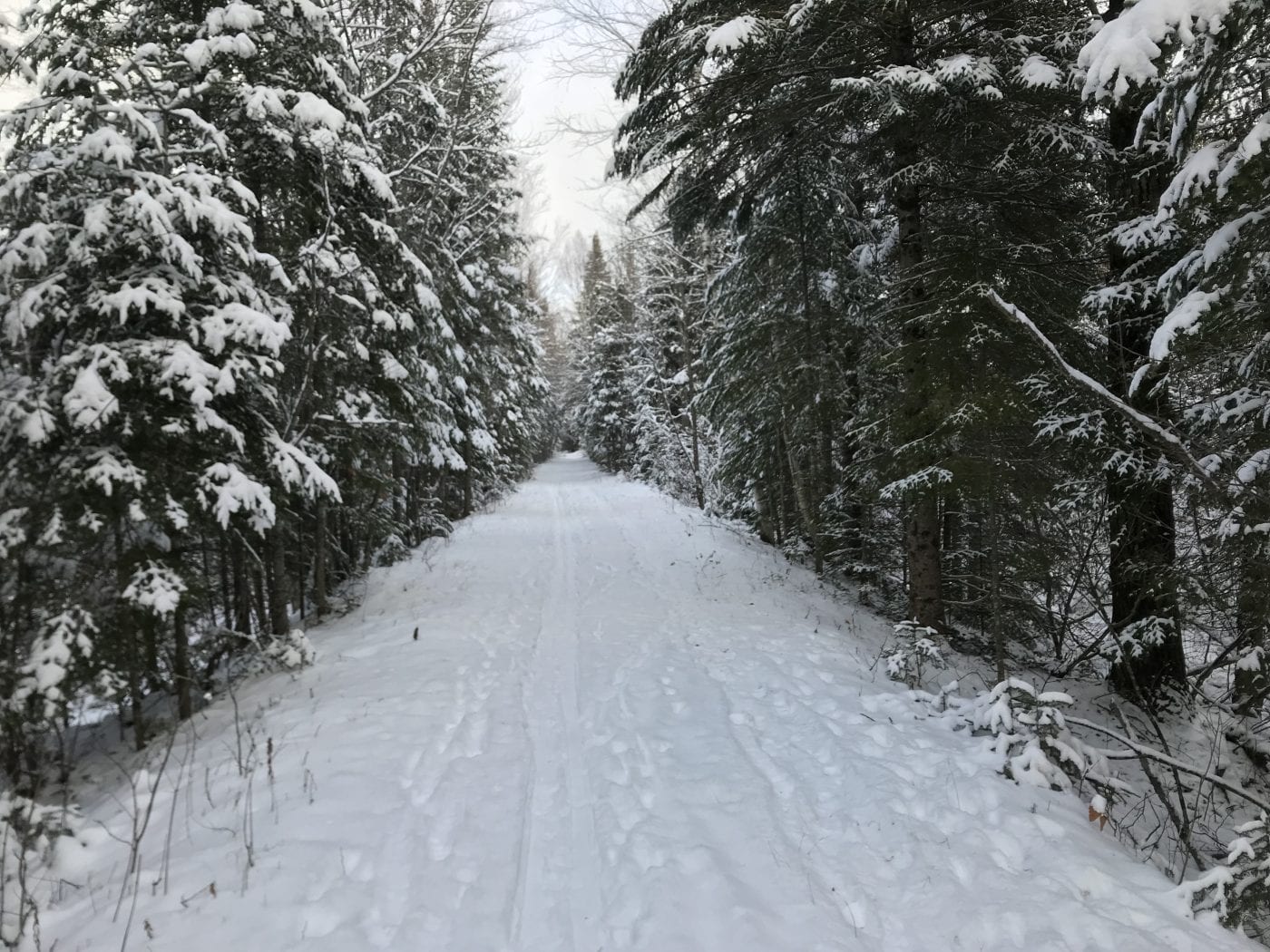Bloomingdale Bog Trail