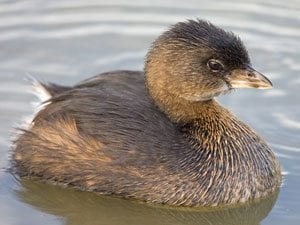 Pied-bill grebe